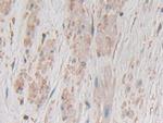 GKN1 Polyclonal Antibody