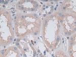 GKN1 Antibody in Immunohistochemistry (Paraffin) (IHC (P))