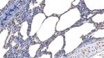 Gastrokine 2 Antibody in Immunohistochemistry (Paraffin) (IHC (P))