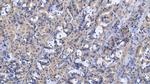 Gastrokine 2 Antibody in Immunohistochemistry (Paraffin) (IHC (P))