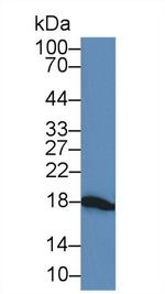 Gastrokine 2 Antibody in Western Blot (WB)