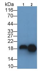 Gastrokine 2 Antibody in Western Blot (WB)