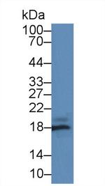 Gastrokine 2 Antibody in Western Blot (WB)
