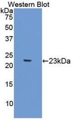 Gastrokine 2 Antibody in Western Blot (WB)