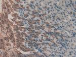 Gastrokine 2 Antibody in Immunohistochemistry (Paraffin) (IHC (P))