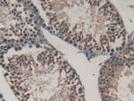 Gastrokine 2 Antibody in Immunohistochemistry (Paraffin) (IHC (P))