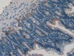Gastrokine 2 Antibody in Immunohistochemistry (Paraffin) (IHC (P))