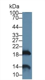 Gastrokine 2 Antibody in Western Blot (WB)