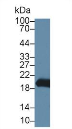 Gastrokine 2 Antibody in Western Blot (WB)