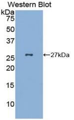 Gastrokine 2 Antibody in Western Blot (WB)