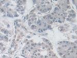 GPX3 Antibody in Immunohistochemistry (Paraffin) (IHC (P))