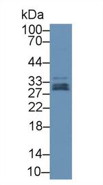 GPX3 Antibody in Western Blot (WB)