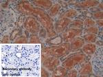 GPX4 Antibody in Immunohistochemistry (Paraffin) (IHC (P))