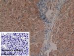 GPX4 Antibody in Immunohistochemistry (Paraffin) (IHC (P))