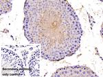 GPX4 Antibody in Immunohistochemistry (Paraffin) (IHC (P))