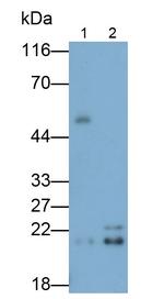 GPX4 Antibody in Western Blot (WB)