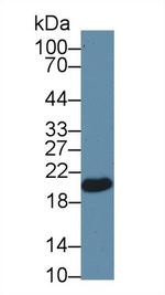 GPX4 Antibody in Western Blot (WB)