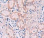 GPX6 Polyclonal Antibody