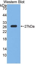GPX6 Antibody in Western Blot (WB)