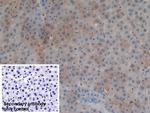 GSTA4 Antibody in Immunohistochemistry (Paraffin) (IHC (P))