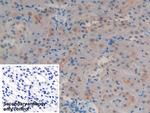 GSTA4 Antibody in Immunohistochemistry (Paraffin) (IHC (P))