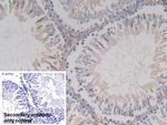 GSTA4 Antibody in Immunohistochemistry (Paraffin) (IHC (P))