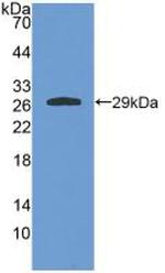 GSTA4 Antibody in Western Blot (WB)