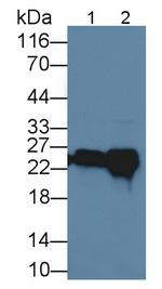 GSTA4 Antibody in Western Blot (WB)