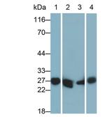 GSTA3 Antibody in Western Blot (WB)