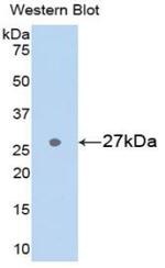 GSTA3 Antibody in Western Blot (WB)
