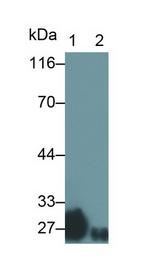 GSTA3 Antibody in Western Blot (WB)