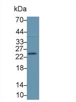 GSTA3 Antibody in Western Blot (WB)