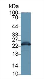 GSTA3 Antibody in Western Blot (WB)