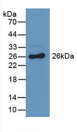 GSTA3 Antibody in Western Blot (WB)