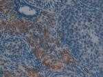 GSTT2 Antibody in Immunohistochemistry (Paraffin) (IHC (P))