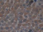 GSTT2 Antibody in Immunohistochemistry (Paraffin) (IHC (P))