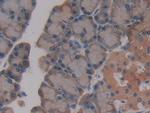 GSTT2 Antibody in Immunohistochemistry (Paraffin) (IHC (P))