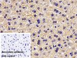 PYGM Antibody in Immunohistochemistry (Paraffin) (IHC (P))