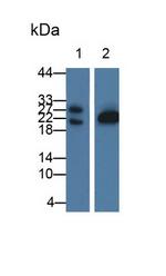 GLTP Antibody in Western Blot (WB)