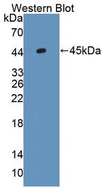 C1orf85 Antibody in Western Blot (WB)
