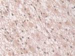 Grancalcin Antibody in Immunohistochemistry (Paraffin) (IHC (P))