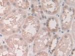 Grancalcin Antibody in Immunohistochemistry (Paraffin) (IHC (P))