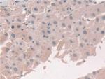 Grancalcin Antibody in Immunohistochemistry (Paraffin) (IHC (P))
