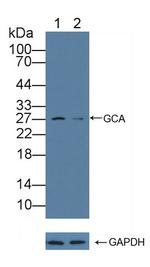 Grancalcin Antibody in Western Blot (WB)