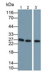 Granzyme A Polyclonal Antibody