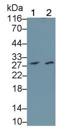 Granzyme A Antibody in Western Blot (WB)