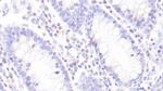 Granzyme M Antibody in Immunohistochemistry (Paraffin) (IHC (P))