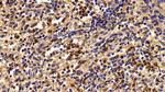 Granzyme M Polyclonal Antibody