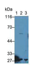 Granzyme M Antibody in Western Blot (WB)