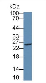 Granzyme M Antibody in Western Blot (WB)